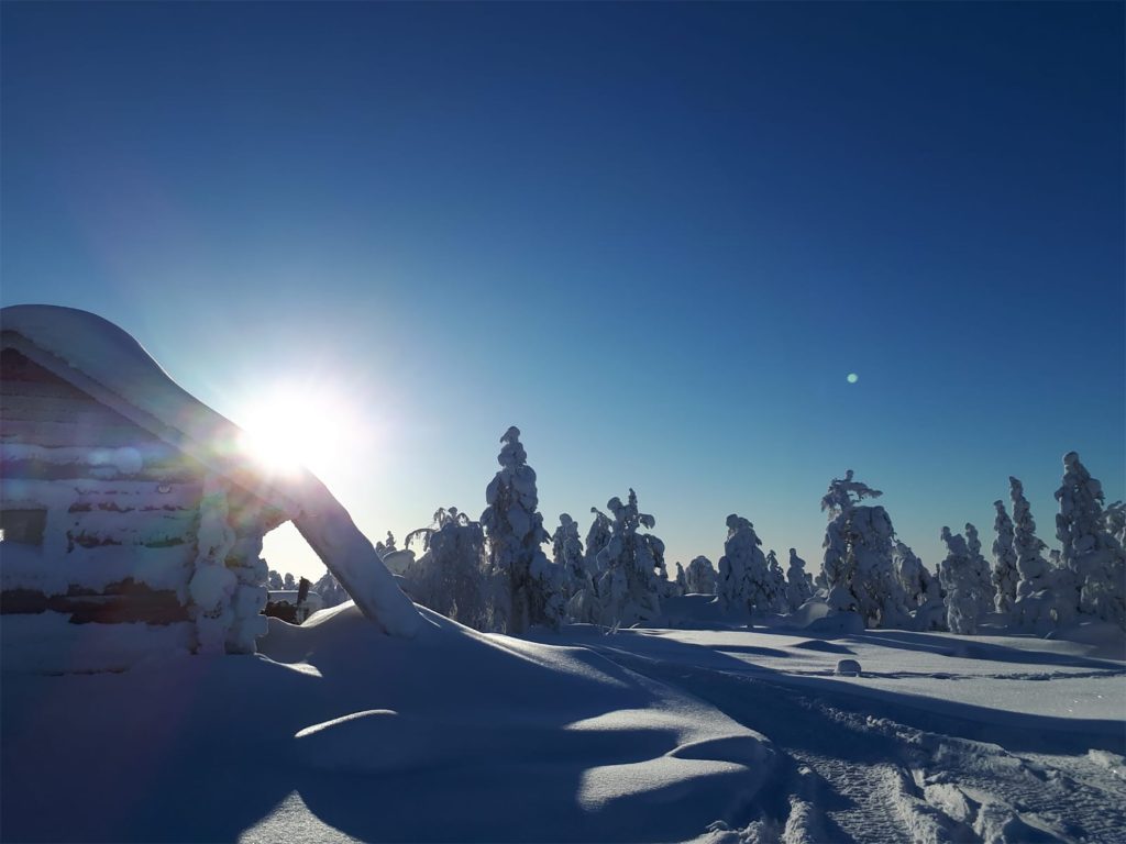 Forest experience on Snowmobiles