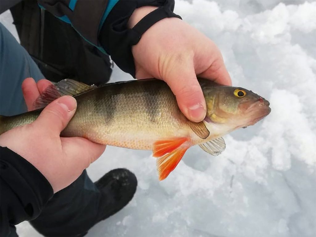 Ice-fishing Safari with Snowmobiles